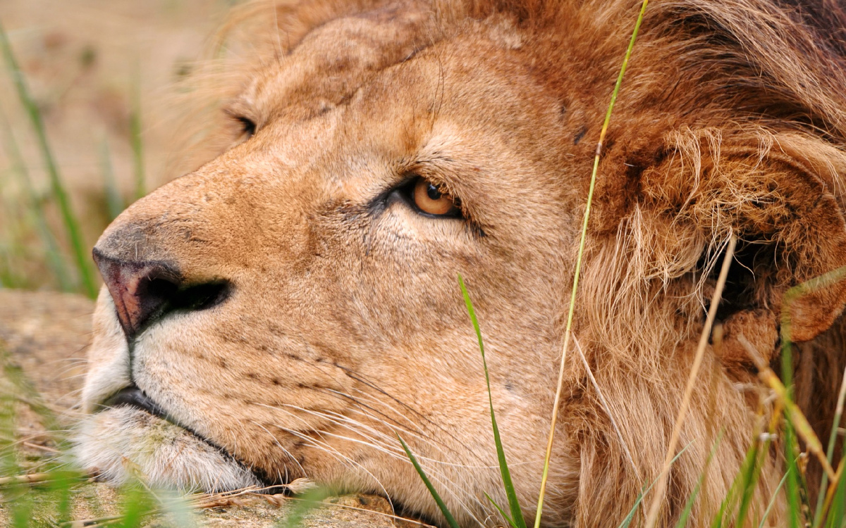 А кто же царь?