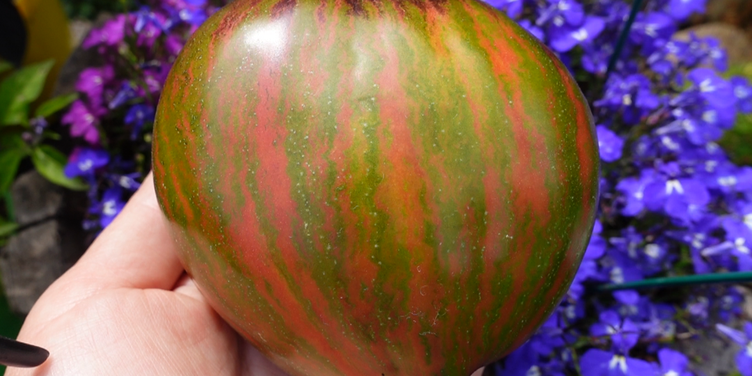 Коллекционный шедевр томата ИЗУМРУДНАЯ КАРАМЕЛЬ ЕЛЕНЫ