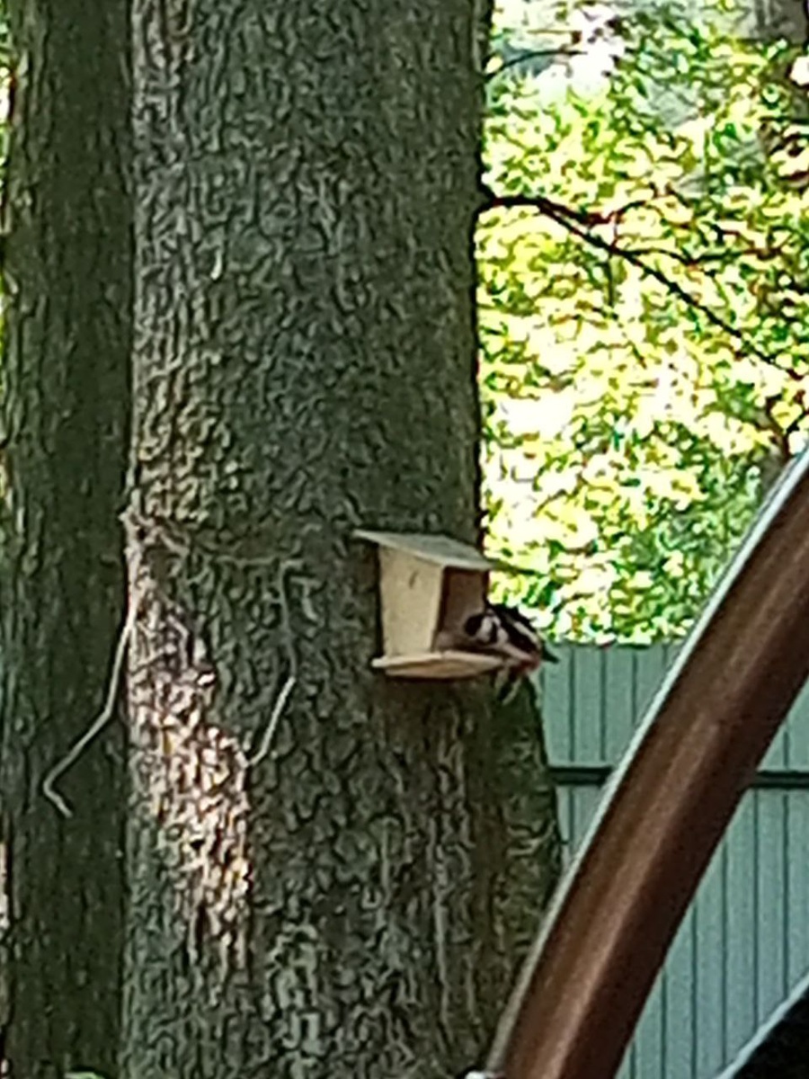 Вот он - зараза такая. Снято издали, у меня не слишком хороший зум в телефоне. Но разглядеть можно. Дятел