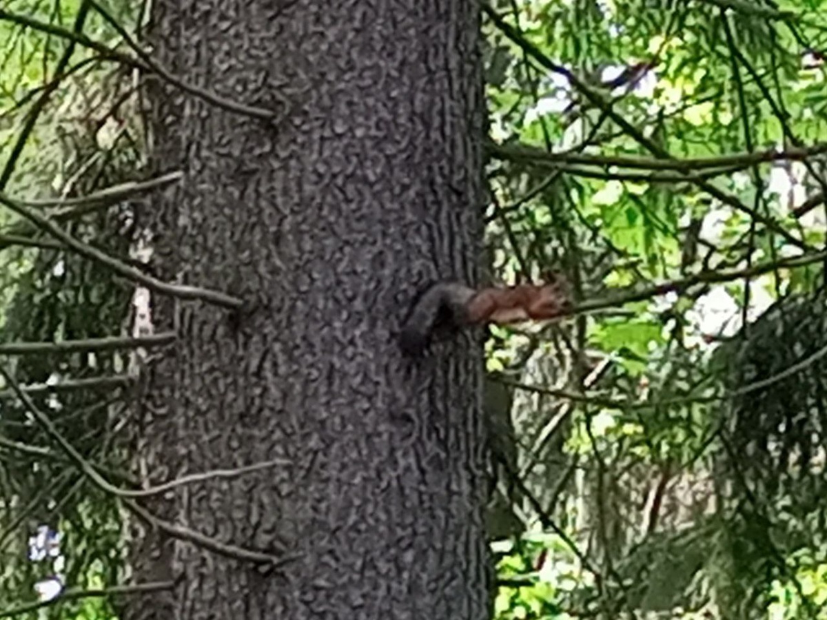 Вальяжный белк отдыхает на ветке. Что-то мне кажется, что это именно что белк. Мальчик. Уж больно хвост у него зачетный