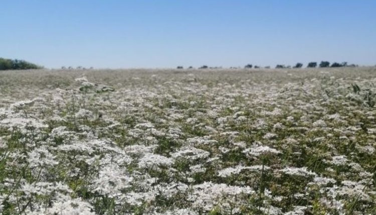    Фото: Филиал ФГБУ «Россельхозцентр» по Воронежской области