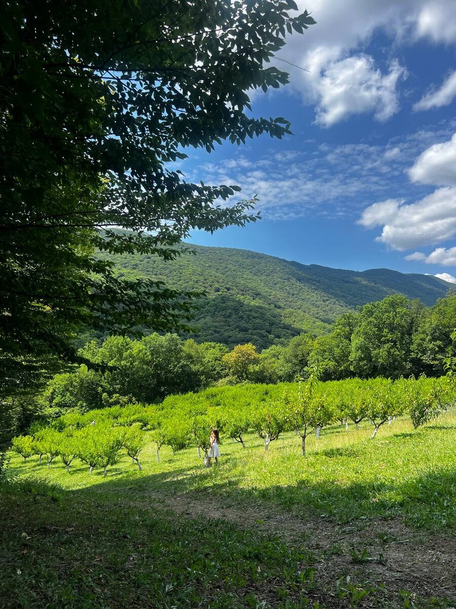 Вид на персиковый сад