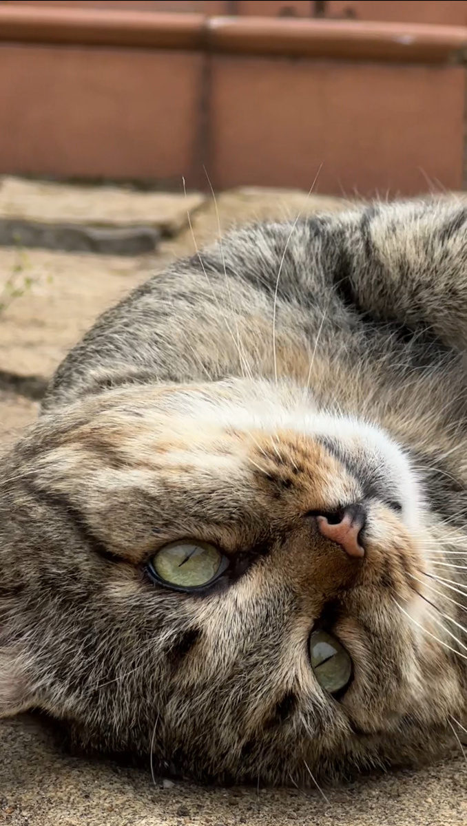 Лесной кот Барсик