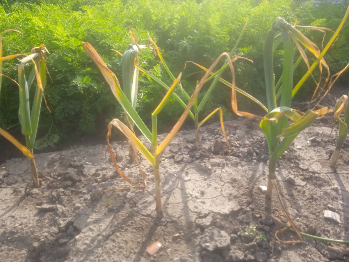 Листья чеснока пожелтели и высохли, значит, чесночные грядки готовы к сбору урожая