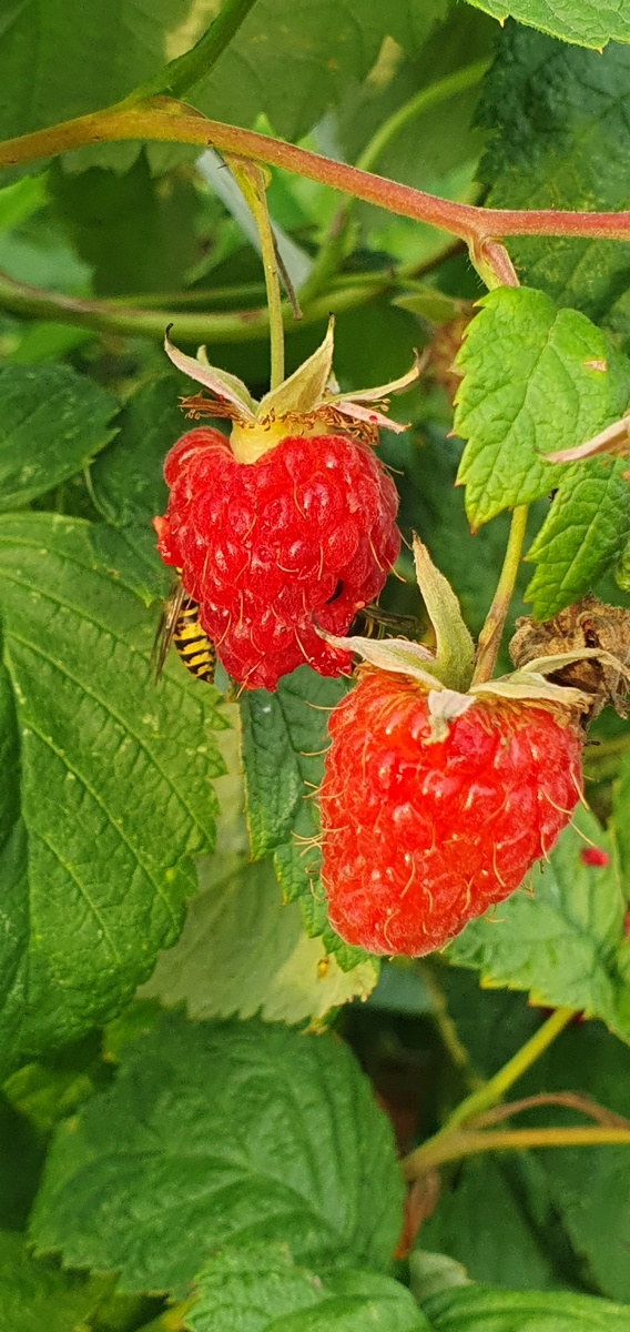 Вот они - вредители. Хорошо хоть кусаются не очень больно.