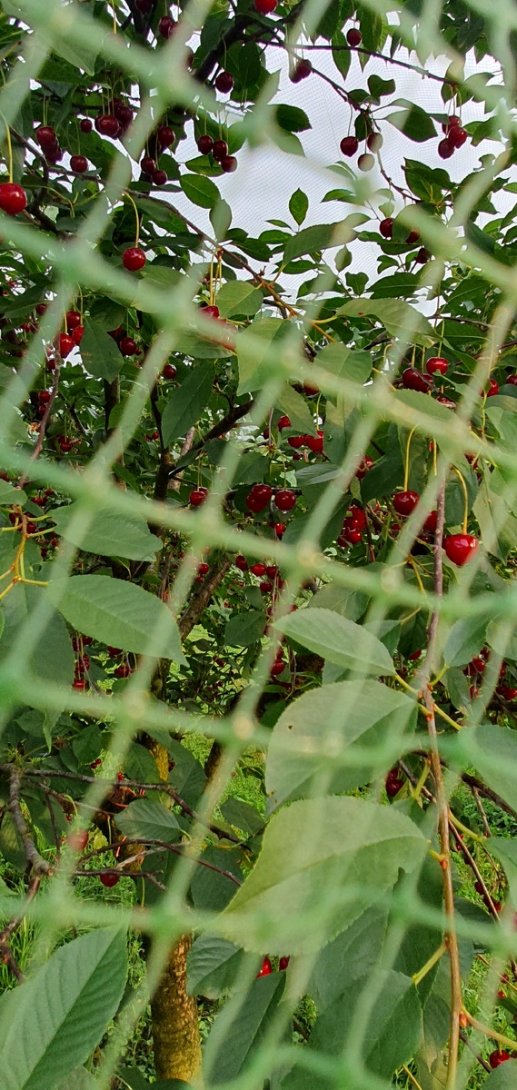 Сижу за решеткой... вишню от птиц спасли, а вот осы тут уже как у себя дома хозяйничать начинают.
