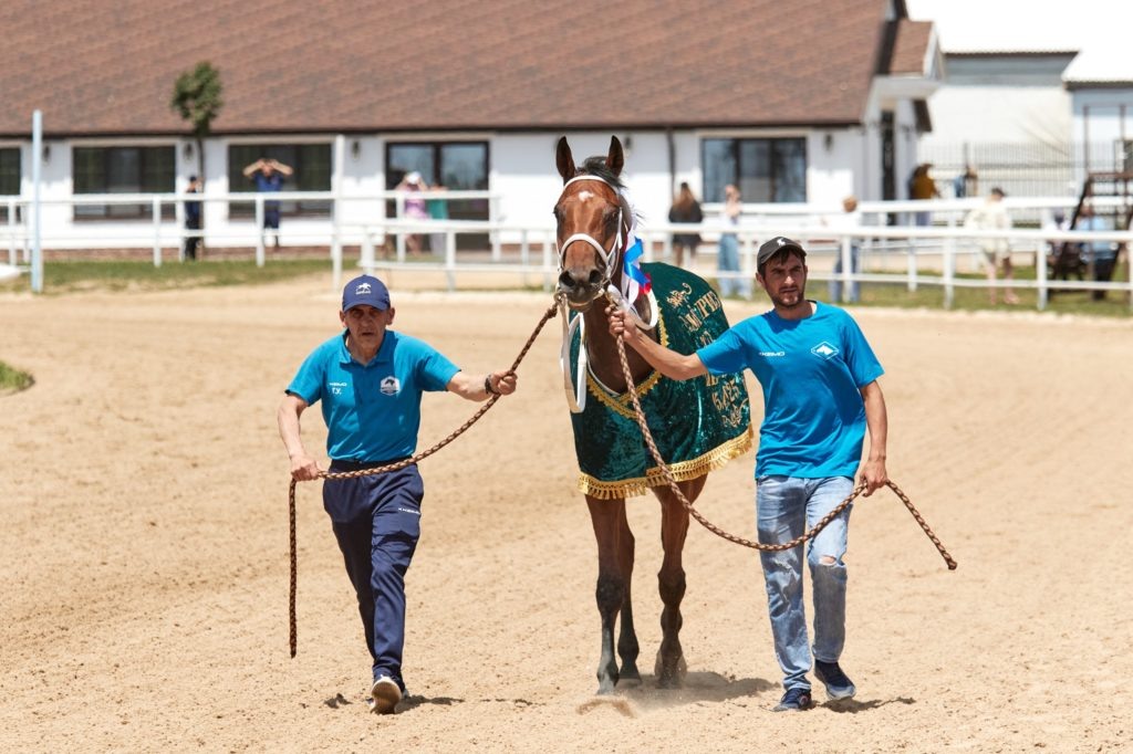    Кобыла чистокровной верховой породы Прима Лорд Барс этой весной принесла первую победу КФХ Барсук на дистанции 2400 метров на Павловском ипподроме. Фото предоставлено Наталией Львовой. Знамя Труда