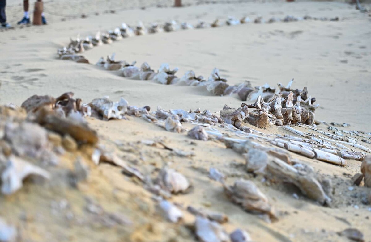 Окаменелость кита базилозавра в Вади-эль-Хитан (Долине китов) в египетской пустыне Файюм.