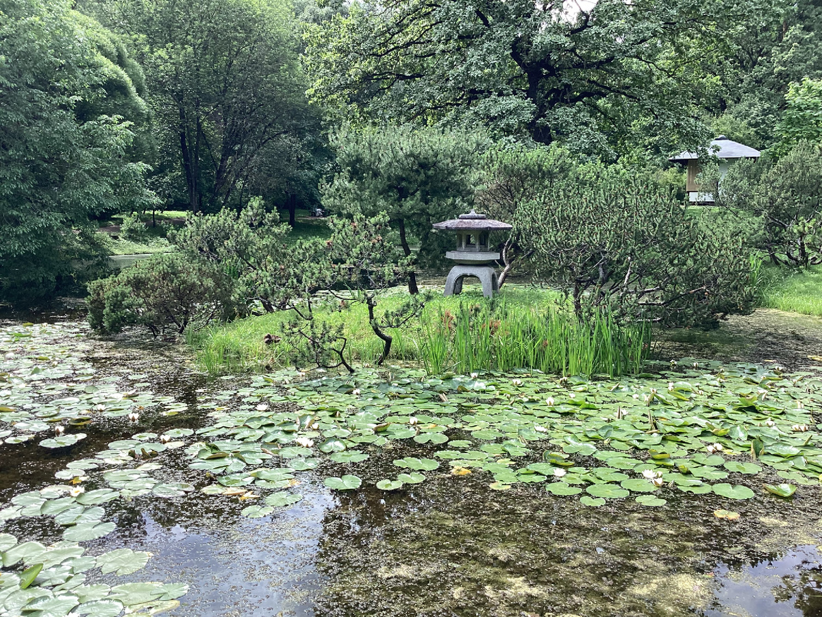 Пруды полностью заросли кувшинками. Фото атвора.