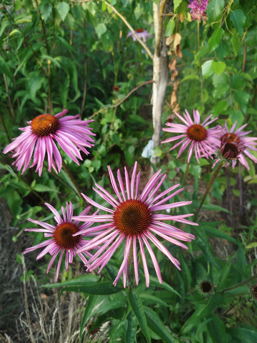 Это очень приятные особЫ. Пурпурные эхинацеи Примадонна Дип Роуз / Primadonna Deep Rose