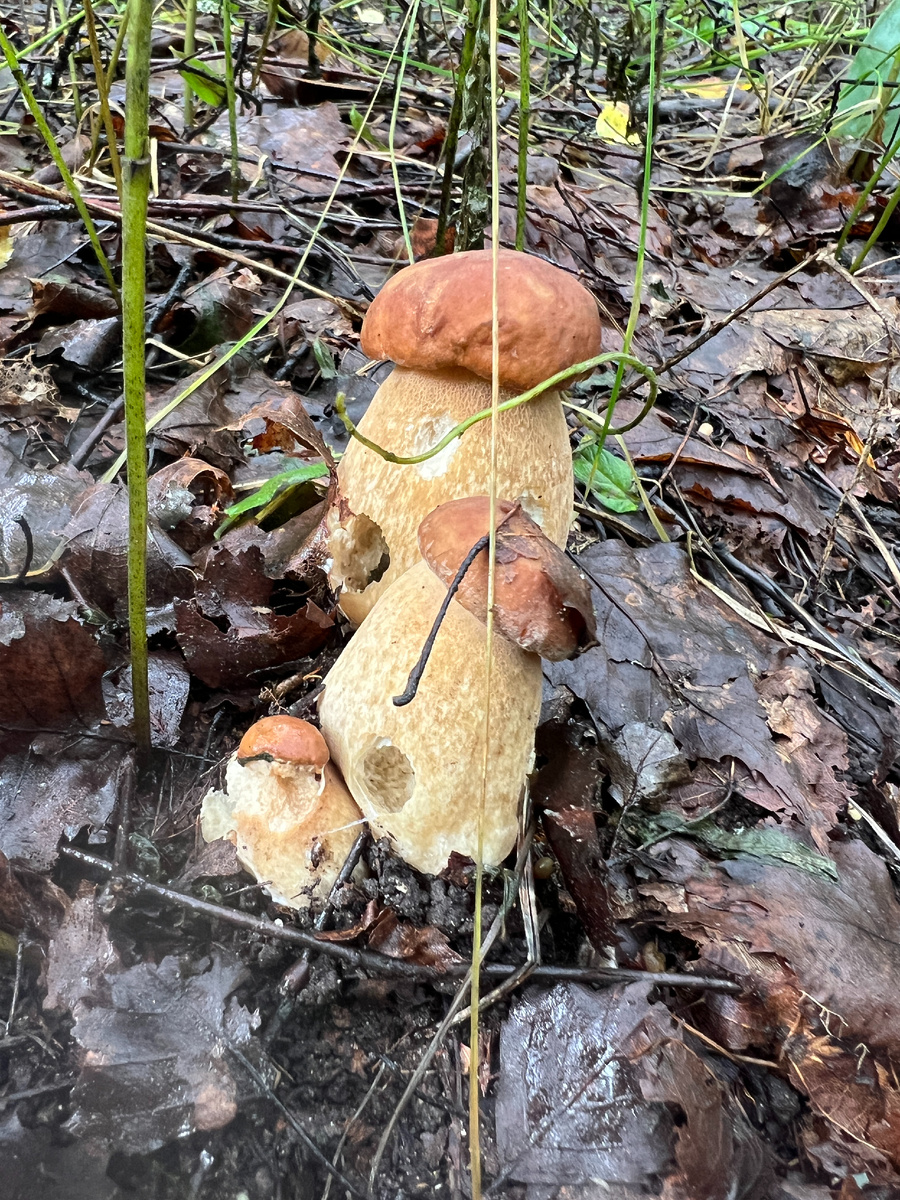 Фото автора. 23.07.25