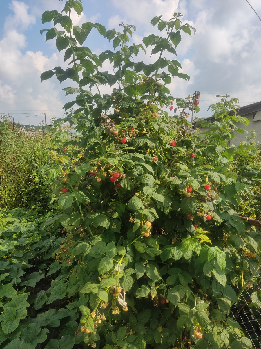 Вчера вечером обобрали уже😄