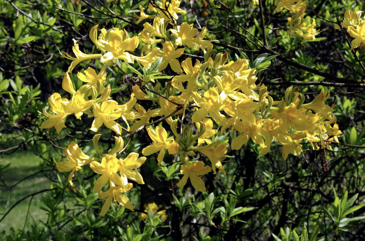 Цветки Rhododendron luteum (Рододендрон жёлтый).