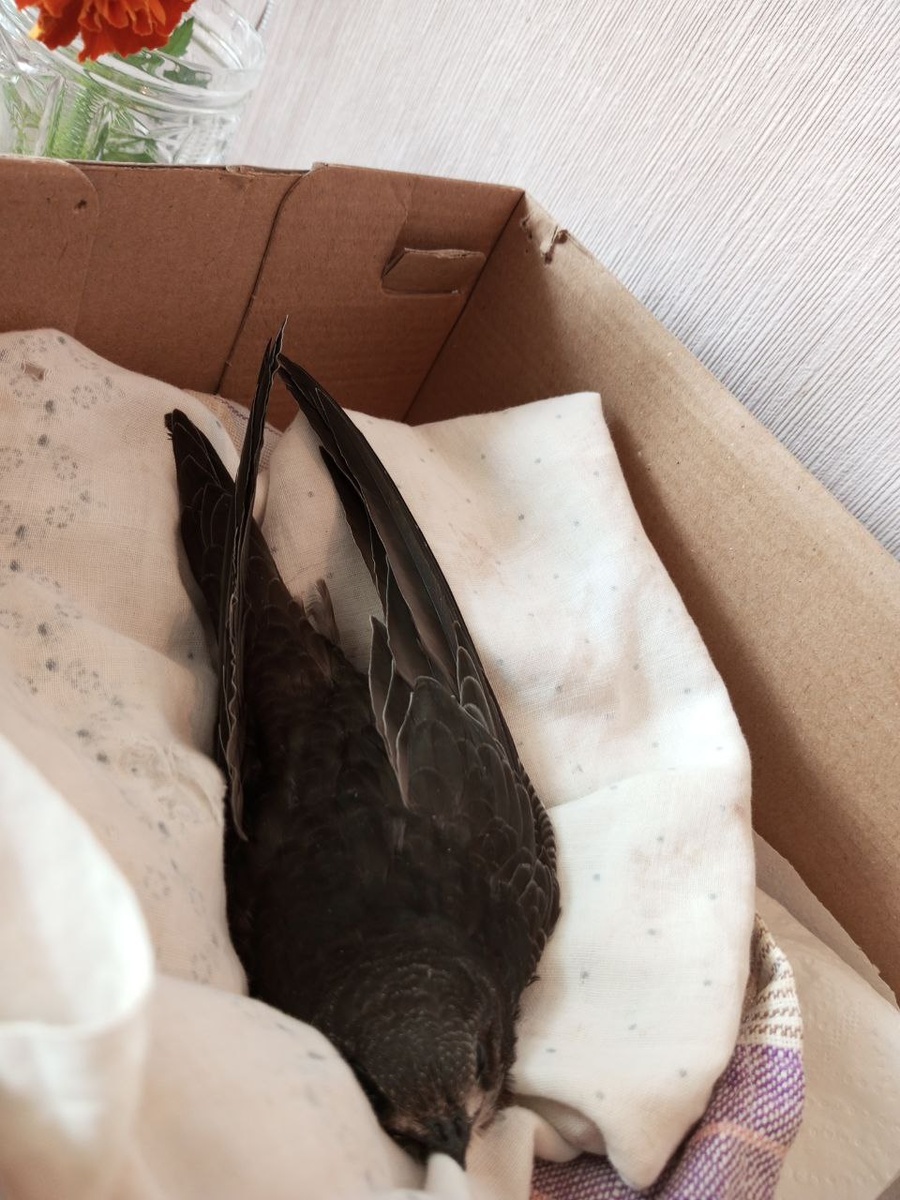 Очень внимательно смотрит за всем вокруг