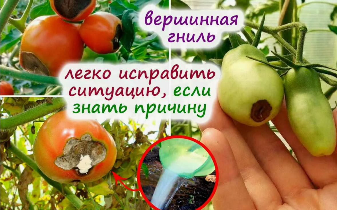 вершинная гниль на помидорах