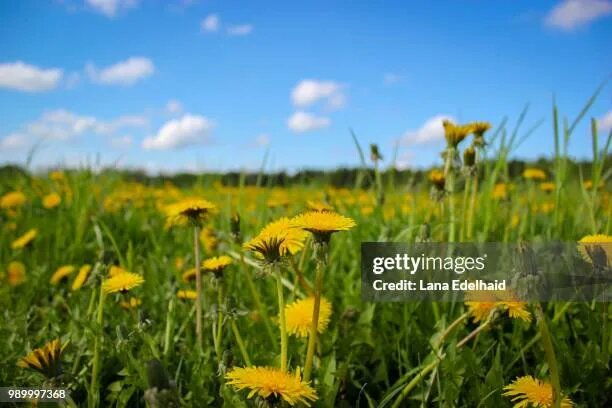 картинка из интернета