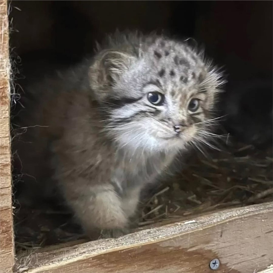 «Маленький большой котэ»
Источник: safereactor.cc
