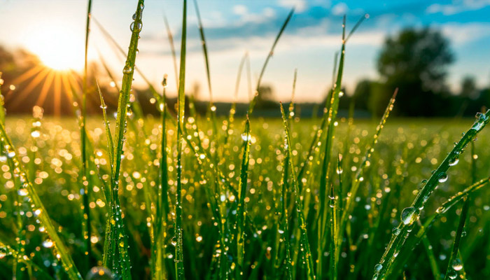 Росу,выпадающую утром 25 июля, раньше называли «слезами Богородицы». Фото: shedevrum.ai