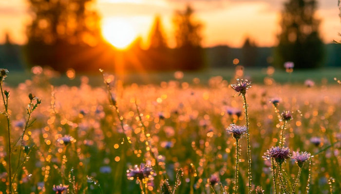 25 июля отмечается Проклов день, когда роса обладает особо целебной силой. Фото: shedevrum.ai