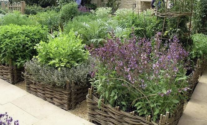 Ароматные травы для сада и кухни: 15 лучших видов, которые пахнут и лечат