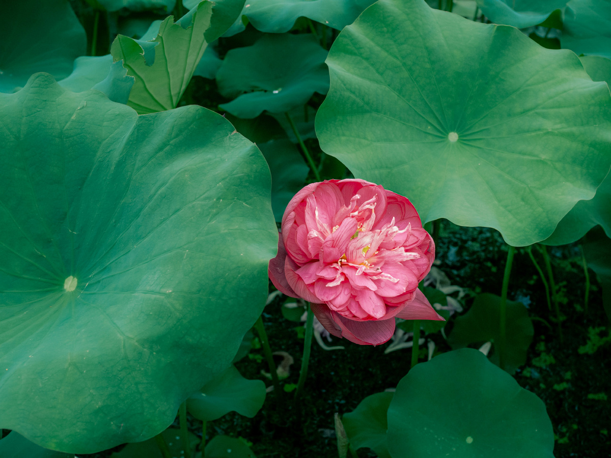 Картинка с бесплатного фотостока https://unsplash.com, автор Kyle Yen