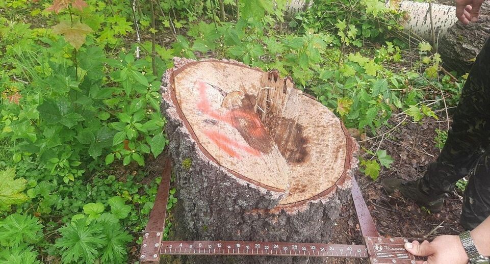    Комитет лесного хозяйства МО