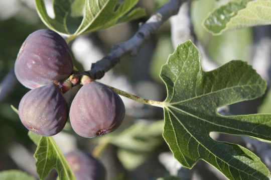 Фиги (инжир)