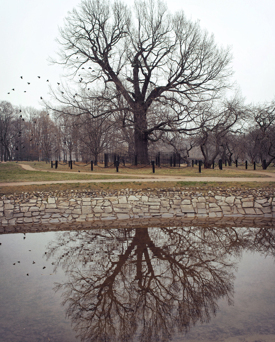 500-летний дуб. парке Коломенское