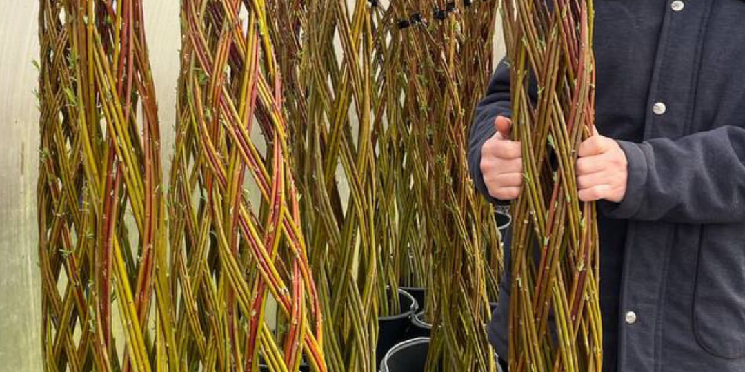 Сортовая ива для плетения живых конструкций.