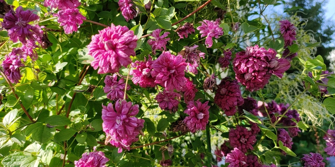 Жёлтые пятна на клематисе — растение просит помощи