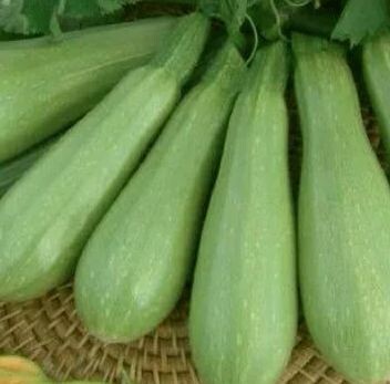 Кабачки сорта «Ажур F1»
