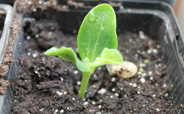 Всходы кабачков «Ажур F1»