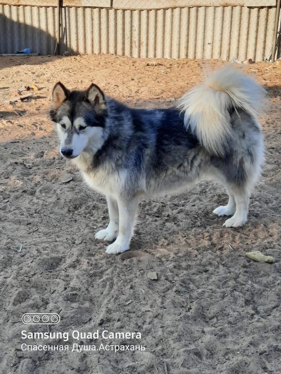 Мила, наш маламут-баламут