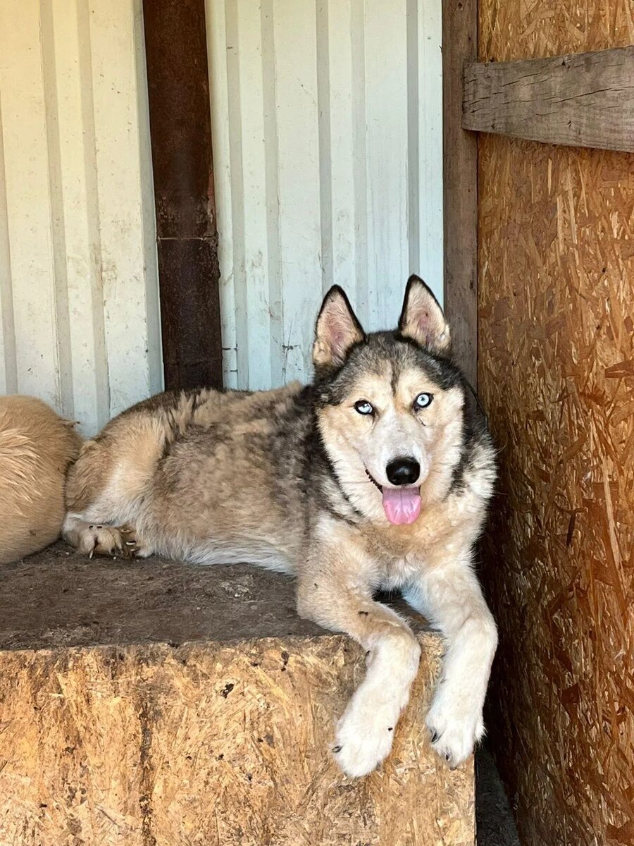Лада сегодня. В вольере