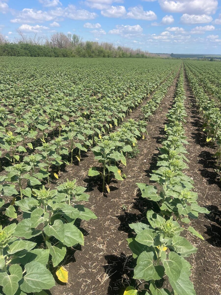 Фото 1. Подсолнечник начинает отставать в развитии — наблюдается замедленное роста или слабое развитие растений, листья у основания желтеют и увядают