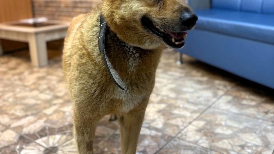 Приютская собака Дана не теряет надежды на выздоровление