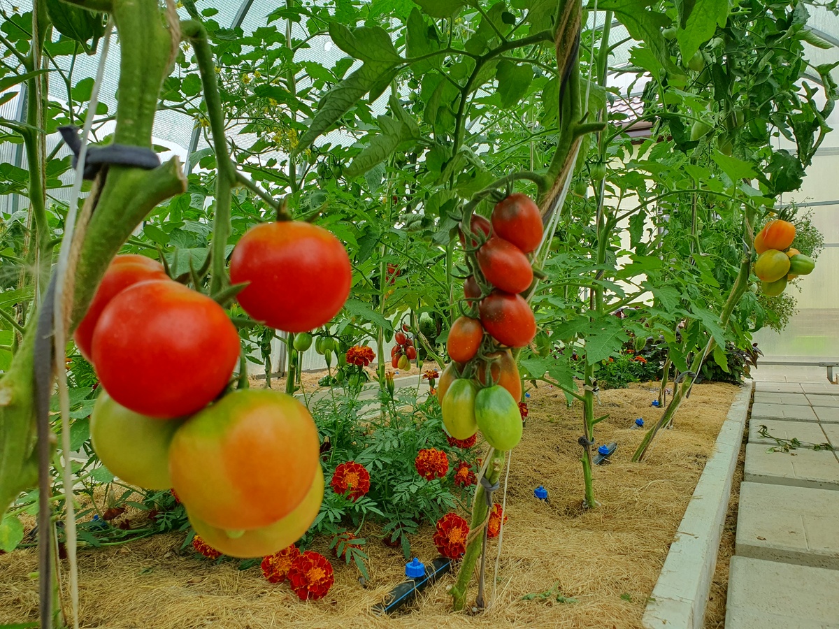 Удаление пораженных листьев