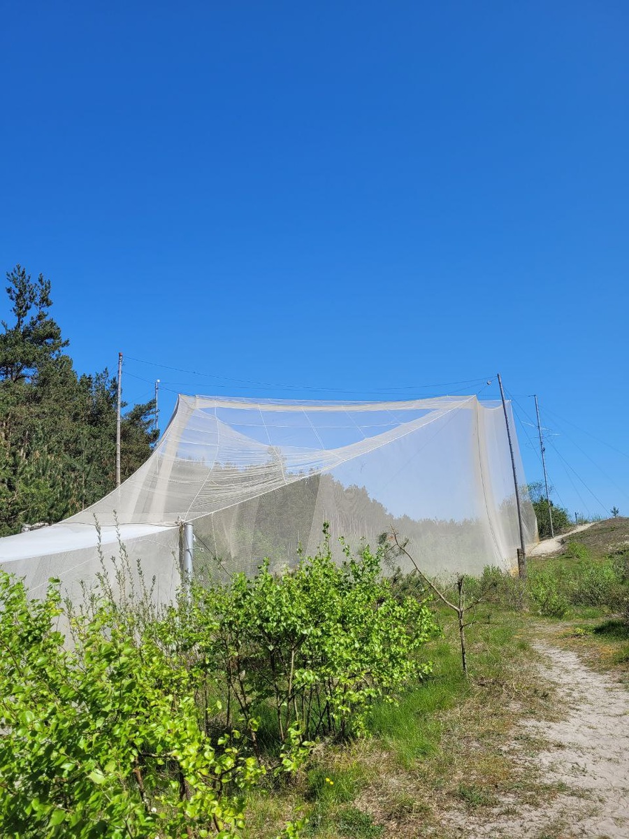 Ловушка для птиц