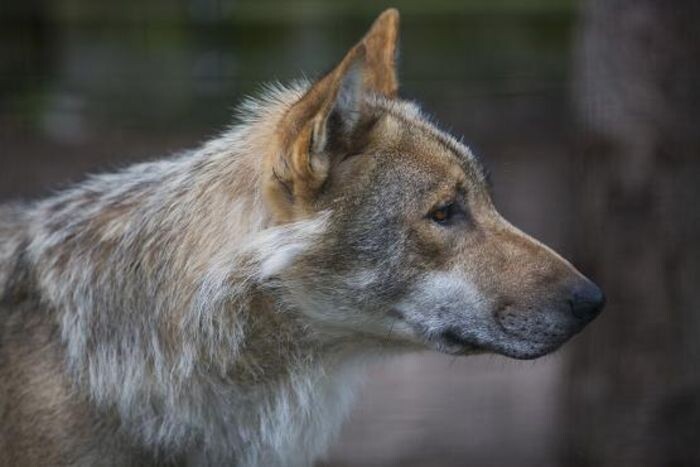 Источник фото: wikipedia.org