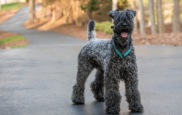 Сколько керри-блю-терьера не делай агрессивным, а он всё равно агрессивным не станет.