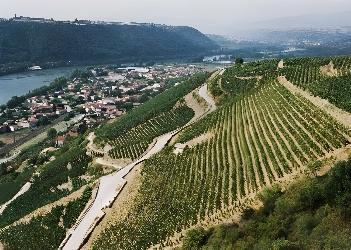 Франция. Северная Рона. Апелласьон «Cote-Rotie» 