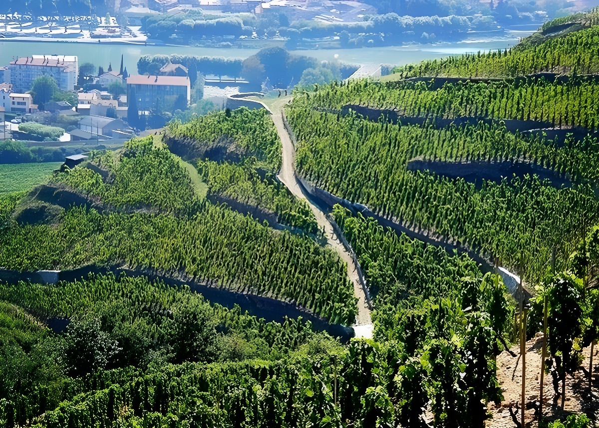 Франция. Северная Рона. Апелласьон «Hermitage»