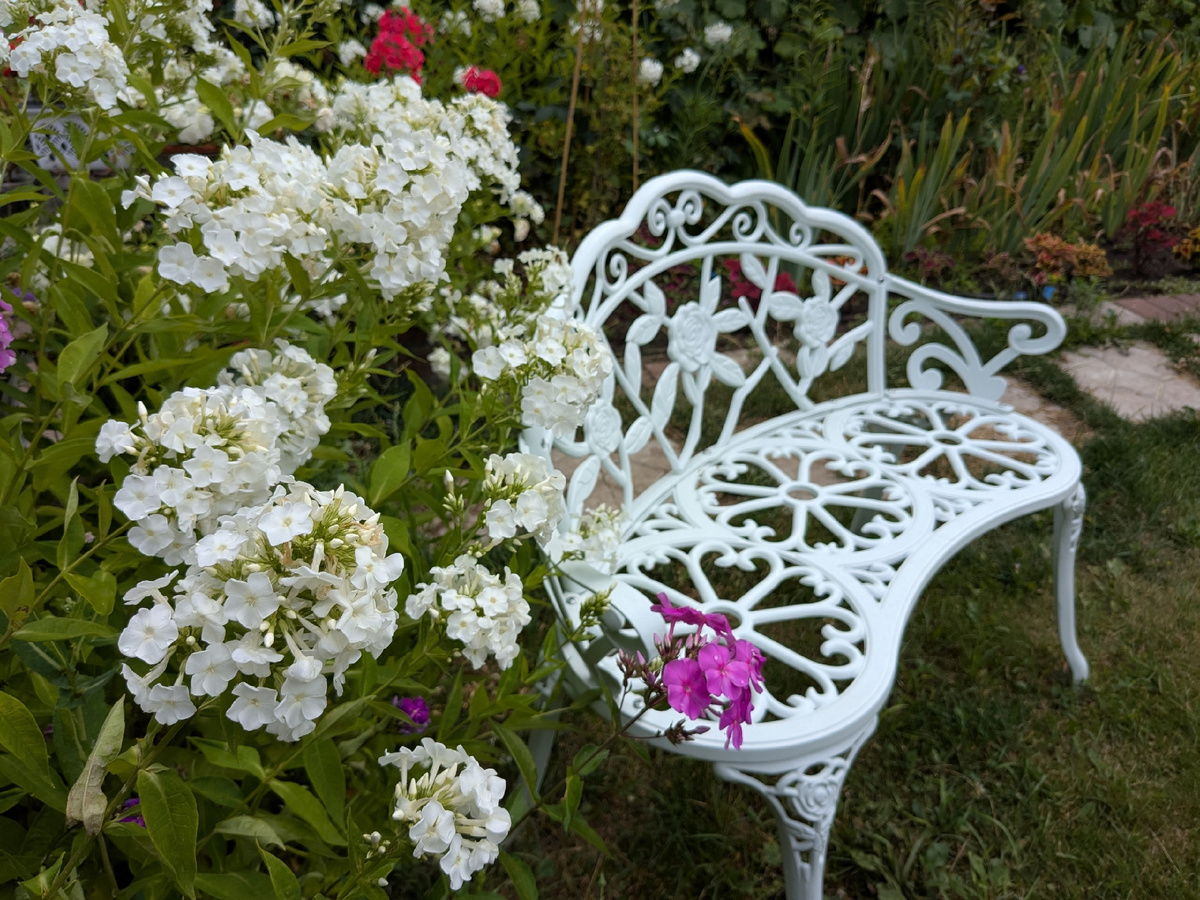 Белые флоксы у белой скамьи - эта картинка жила в голове еще с тех пор, как я пересадила сюда флоксы пять лет назад