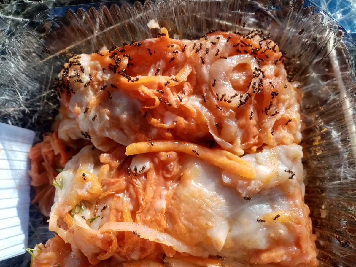 Муравьи облепили голубцы