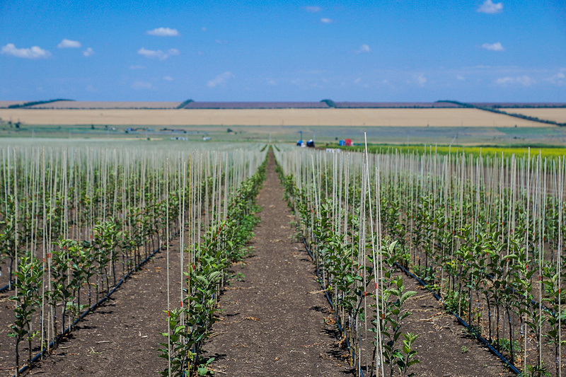 Фото: Зухра Биджиева, Сады Ставрополья