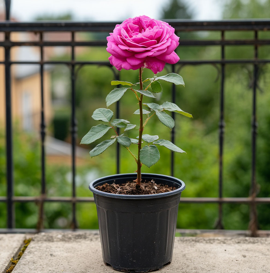 Фото создано с помощью ИИ Шедеврум, т.к. я не сохранила фотографии саженцев