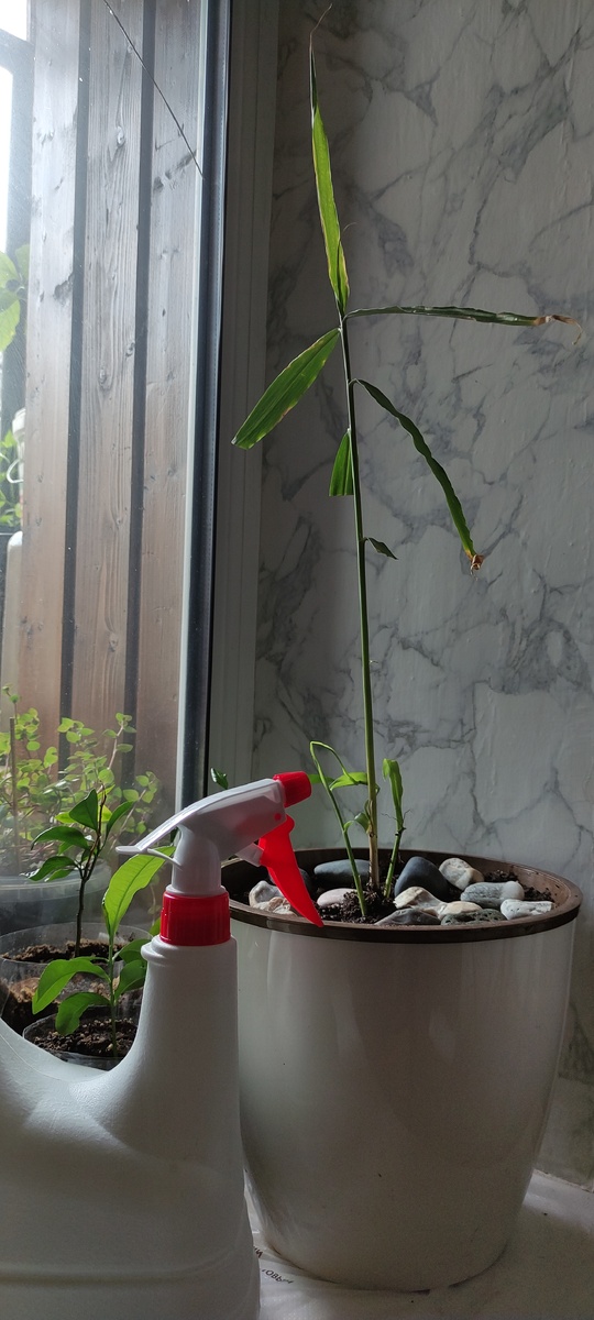 из личного архива не ИИ)))...