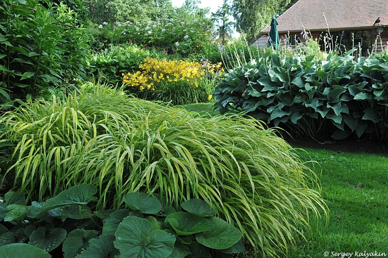 Хаконехлоя Aureola на первом плане, бруннера, хоста, лилейник