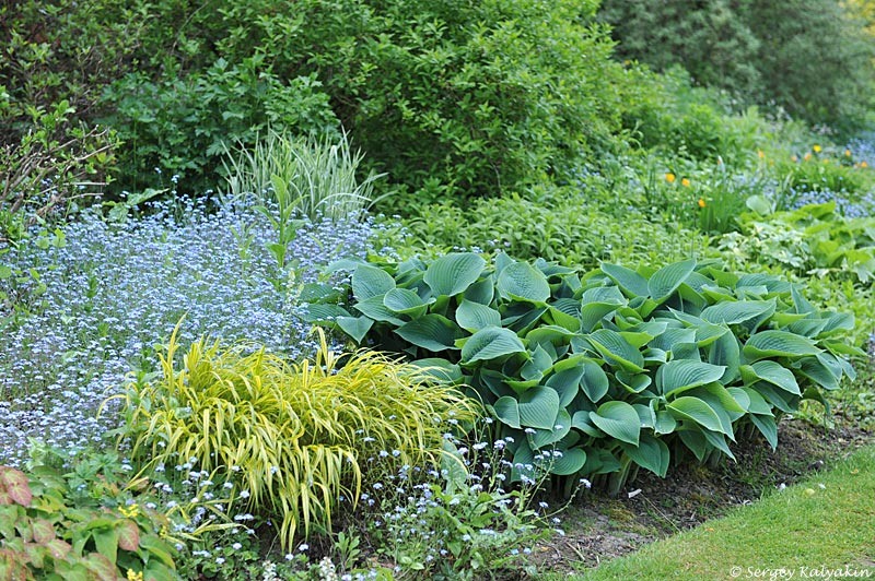 Композиция с хаконехлоей Aureola