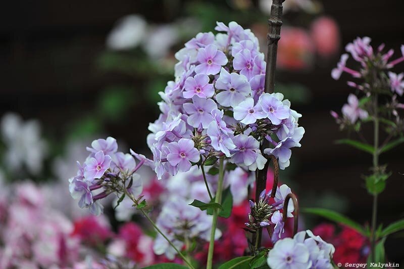 Флокс Lavendelwolke 